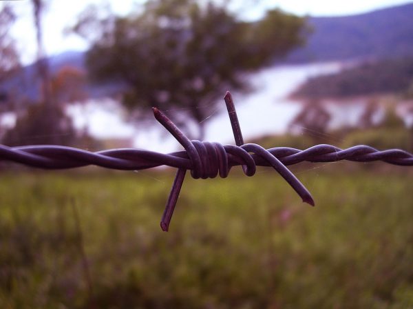 nature, barb wire
