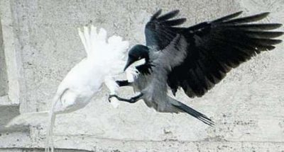 colomba-attaccata-da-corvo